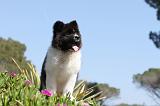 AKITA AMERICAIN 032